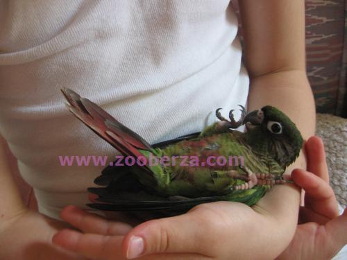 Papagaji- ručno hranjene branouhe moline i hiposante