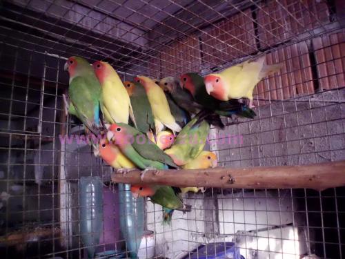  ljubavni papagaji