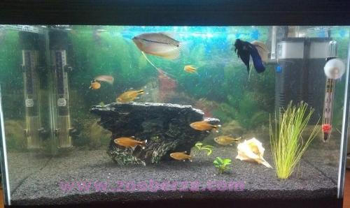 Akvarijum opremljen sa ribicama