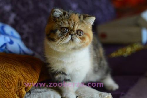 persijski i egzota macici