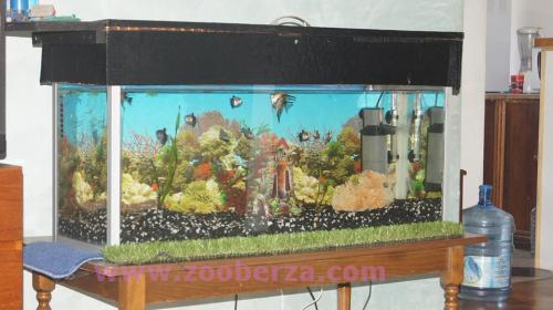 Prodajem akvarijum sa opremom i ribicama