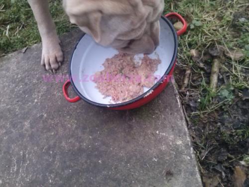 Domaca hrana za pse