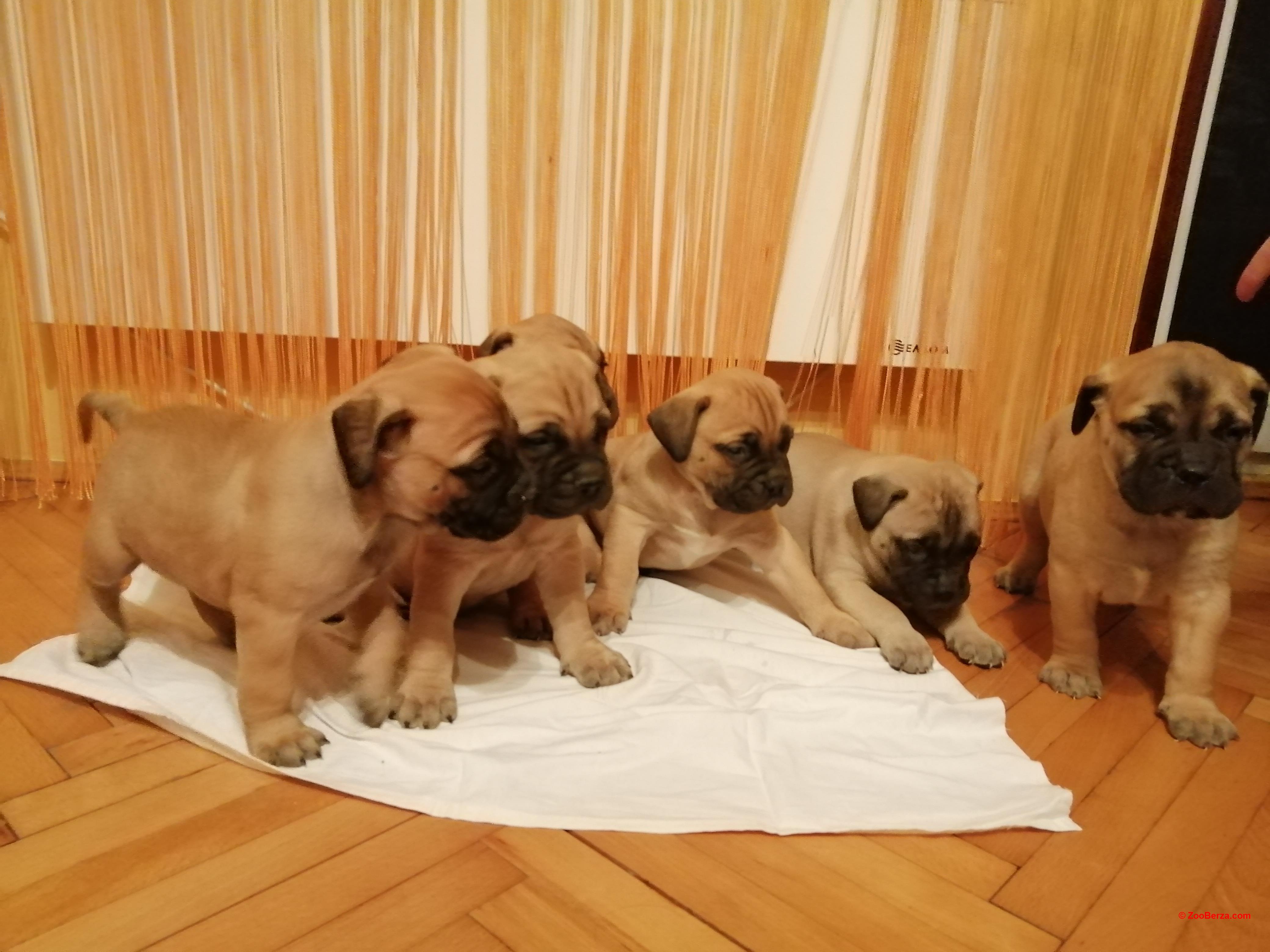 Zooberza Com Pretraga Oglasa
