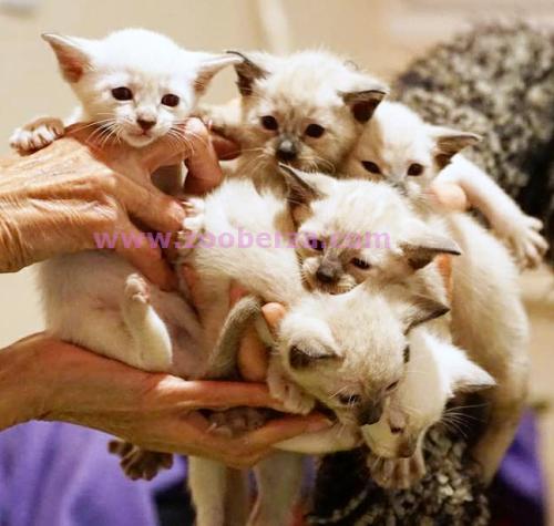 Sijamski THAI macici iz odgajivacnice RagzCats