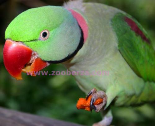 Ručno hranjeni papagaji