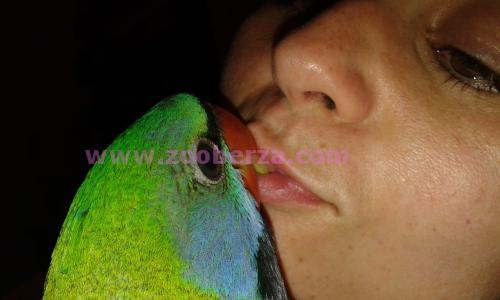 rucno odhranjeni papagaji