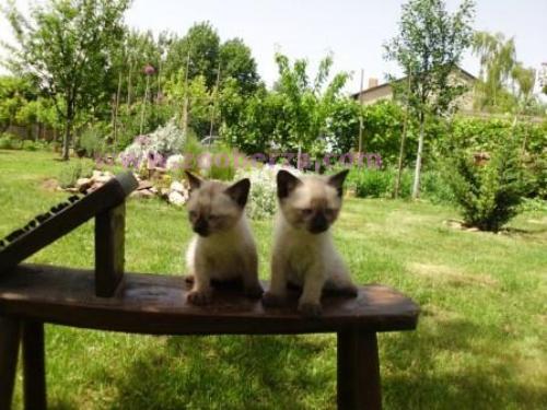 sijamski macici