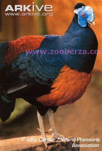 Egzoticni fazani - ukrasni ( 1 )