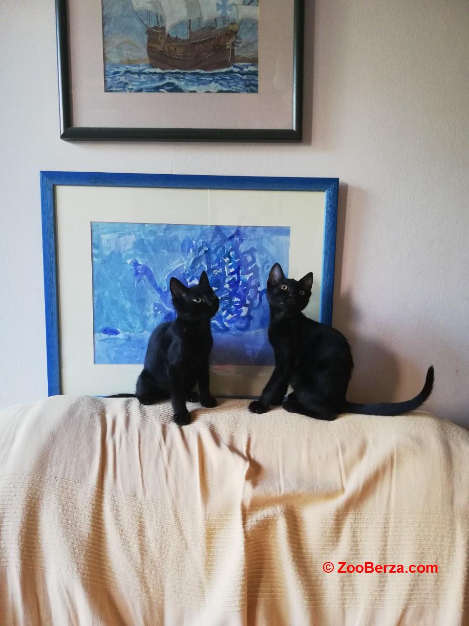Crno musko i zensko mace