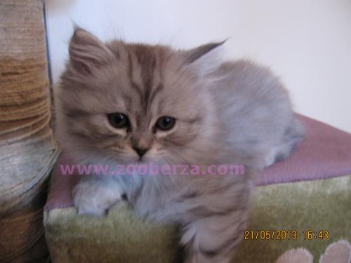 Persijske mace