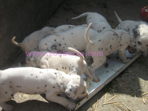 Dalmatinci-muški štenci