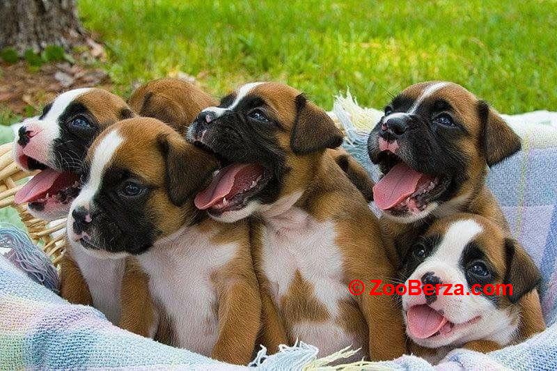 Prekrasni štenci boksera na prodaju