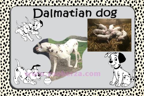 101 Dalmatinac stenci dalmatinca