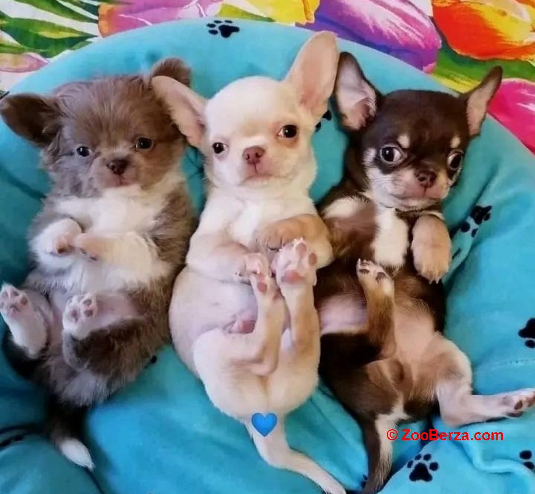 Teacup Chihuahua štenci za ponovno 