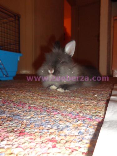 Zooberza.com - Detalji oglasa - Patuljasti zec(angora), kavez, i ostalo